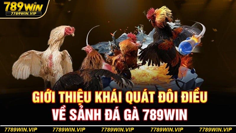 Giới thiệu tổng quan sơ lược về chuyên mục đá gà 789WIN